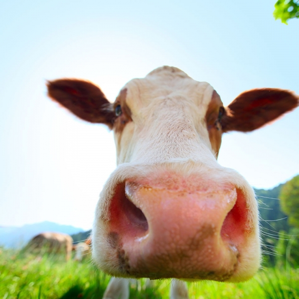 Cow